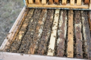 Hives to collect honey of chestnut orchard of Hephaestus